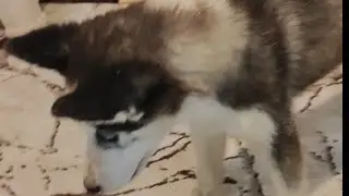 Столько гавкала, что обоссалась😂😂