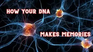 How Your DNA Makes Memories #DNA #memory #brainscience #learning #biology