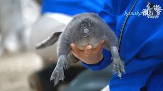 海響館 フンボルトペンギン ヒナちゃん1ｋｇの体重測定