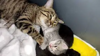 Mom Cat shows Love and Tenderness to the Darling Kitten