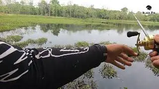 ตกปลาชะโดบ้านร้าง 