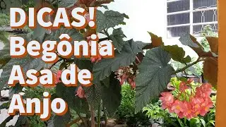 COMO FAZER FLORESCER A BEGÔNIA ASA DE ANJO (DICAS!)