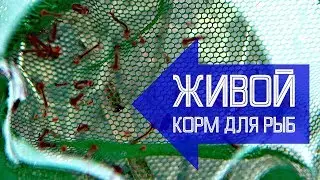 Живой корм для рыб дома! Личинка комара, дафния и что-то еще