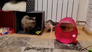 Dad the Cat shows the Kitten Lola who is the Boss in the house