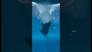 Весёлые ластоногие зоопарк Москва.