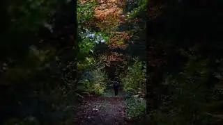 Ліс восени - це щось нереальне!🍁🌲 