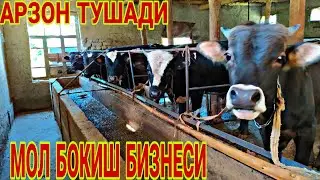 МОЛ БОКИШДАН ФОЙДА КОЛМАДИ ДИЙДИГОНЛАР КУРИШСИН. МОЛ БОКИШ БИЗНЕСИ
