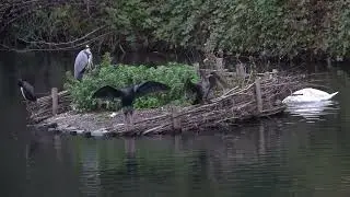 Overcrowding on the swans' island