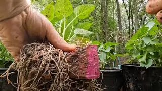 HOW TO TURN 1 #SWEETPOTATO  INTO 100 SWEET POTATOES Part 2 CUT THE SLIPS #garden