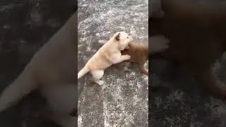 playing or fighting 🤣 #puppy #dog #pets #shortsviral #shortsvideo
