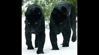 Black Panthers fun time together playing video in 4k ultra HD - Nature's Sweet Tales.