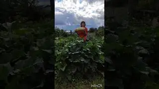 Бабушка ты где? #огород #кабачок #село #13/8/24