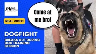 UNEDITED video of a DOG FIGHT!