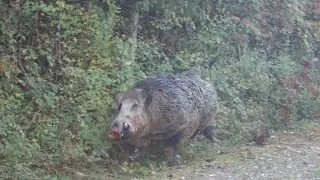 #domuz avı fragman#wild boar hunting