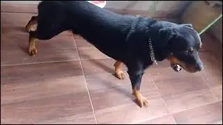 Brutus com ciúmes 🐕do🐥Mostrando Tia Bety 👸🏻Como ele ajuda a Mãe 😅🧹Quase levei uma Vassourada 😅🥴