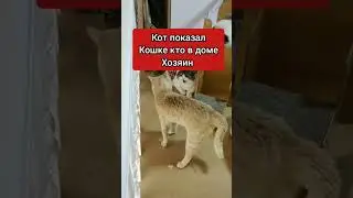 Кот показал кошке кто в доме хозяин 