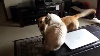 Dog pesters cat for rubs