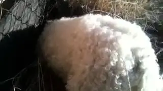 Dog tries to dig for squirrels