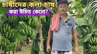 কলা চাষ কতটা লাভজনক? কলা চাষ পদ্ধতি।। Profitable Banana farming System.