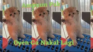Anak Kucing Bar-Bar, Sok Imut Dan Lucu.
