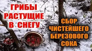 СБОР ЧИСТЕЙШЕГО БЕРЕЗОВОГО СОКА И ПЕРВЫЕ СВЕЖИЕ ГРИБЫ ВЕСНОЙ - грибы "подснежники" в марте/апреле.