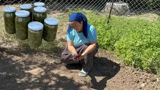 Let's See What We Planted in Our Little Garden | I Prepared Winter Purslane Preserves That We Fin...