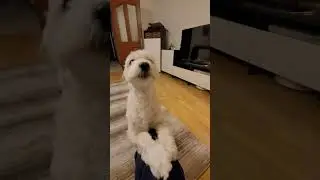 Cheri akıllı bıdığım 👏👏👏#köpekeğitimi #maltipoo #maltese
