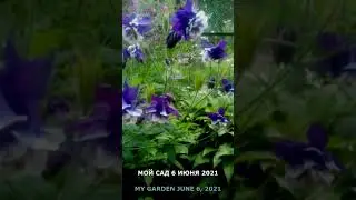 Мой сад 6 июня 2021 года. My garden in June 6, 2021. 
