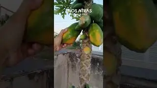 Façam esse vídeo virar meme 😂