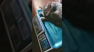 кошочка спин на весах #shorts
