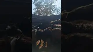 SHURCHI OXUNBOBOYEV MFY KATTA KURASH.