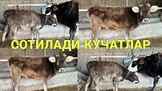 КУЧАТ ШВЕД СИГИР ДЕХКОНЧИЛИ СОТИЛАДИ  SOTILADIGON KÒCHAT SHIVED  XÒNAIJIN SIGIR 13 декабря 2023 г.