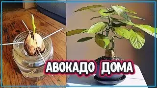 🔴 ДОМАШНЕЕ АВОКАДО - ИНСТРУКЦИЯ ПО ВЫРАЩИВАНИЮ АВОКАДО ИЗ КОСТОЧКИ (авокадо в домашних условиях)