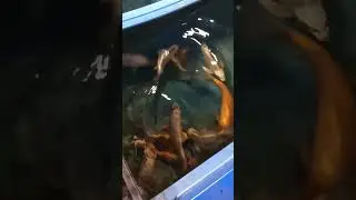 карпы любят улиток