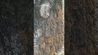 Сероглазый первый человек разумный после удачной охоты вешает сушиться медвежью шкуру.
