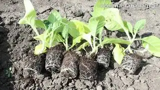 Высадка рассады табака в открытый грунт. Сезон 2019. Семена табака почтой.