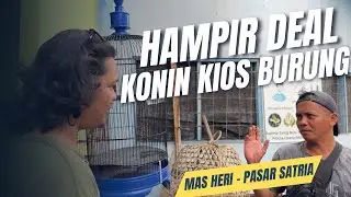 PINJEM BURUNG DI KIOS PASAR SATRIA BUAT LOMBA❗️#KicauVlogBaliEpisode51 #dewatasamudra