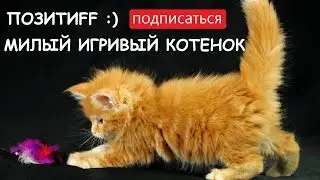 ПУШИСТИК ИГРАЕТ!