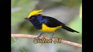 Sultan Tit (Melanochlora Sultanea)