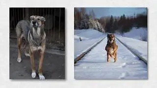 Каждая собака до и после - 2