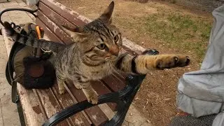 Stray Cat Asked for Affection in the Gentlest Way