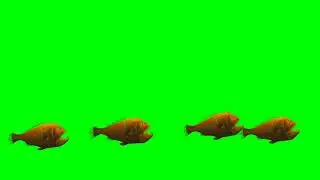 Fish Green Screen
