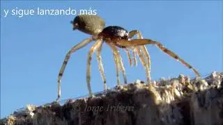 ARAÑA VOLADORA
