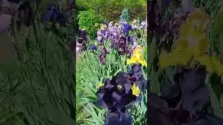 Цветение ирисов