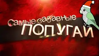 САМЫЕ СМЕШНЫЕ ПОПУГАИ НОВОГОДНИЙ ВЫПУСК И РОЗЫГРЫШ