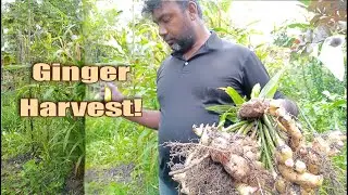 Abundance of Ginger Harvest!