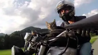 Экстрим для котэ