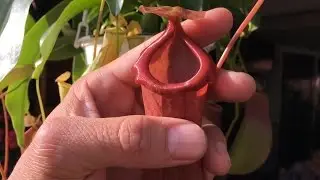 Home Depot Carnivorous Plant: Nepenthes x Ventrata