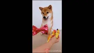 Dog Training – Funny And Cute Dog Videos Compilation