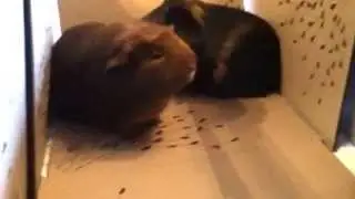 We want food!